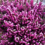 Erica × darleyensis 'Winter Suprise' (Örökzöld hanga)