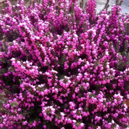 Erica × darleyensis 'Winter Suprise' (Örökzöld hanga)