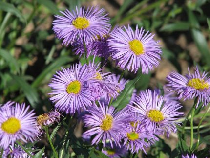 Erigeron  'Foerster's Liebling' (Küllőrojt)