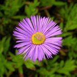 Erigeron hybride 'Dunkelste Aller' (Küllőrojt)