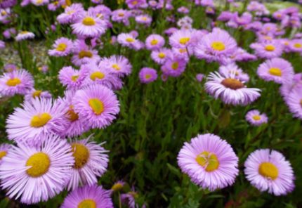 Erigeron hybride 'Rosa Juwel' (Küllőrojt)