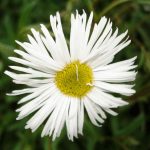 Erigeron hybride 'Sommerneuschnee' (Küllőrojt)