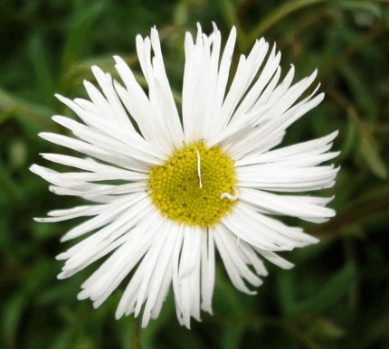 Erigeron hybride 'Sommerneuschnee' (Küllőrojt)