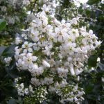 Escallonia 'Iveyi' - Fehér virágú kőtörőcserje