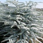 Eucalyptus Baby Blue