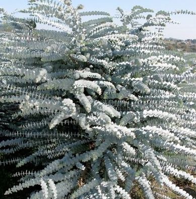 Eucalyptus Baby Blue