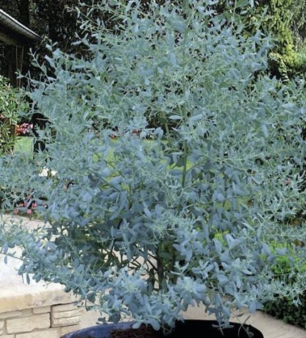 Eucalyptus gunnii – Kerti eukaliptusz