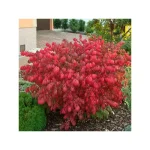 Euonymus alatus 'Compactus' - Törpe szárnyas kecskerágó