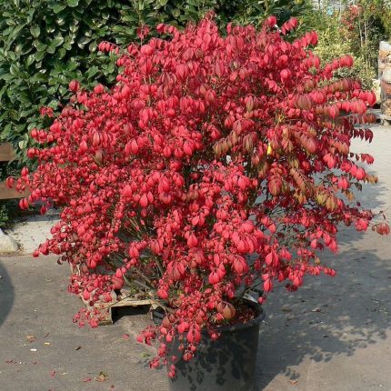 Euonymus alatus   - Szárnyas kecskerágó