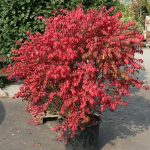 Euonymus alatus   - Szárnyas kecskerágó