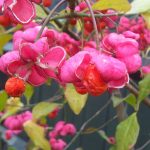 Euonymus europaeus - Csíkos kecskerágó