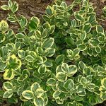 Euonymus fortunei 'Canadale Gold' - Arany kúszó kecskerágó