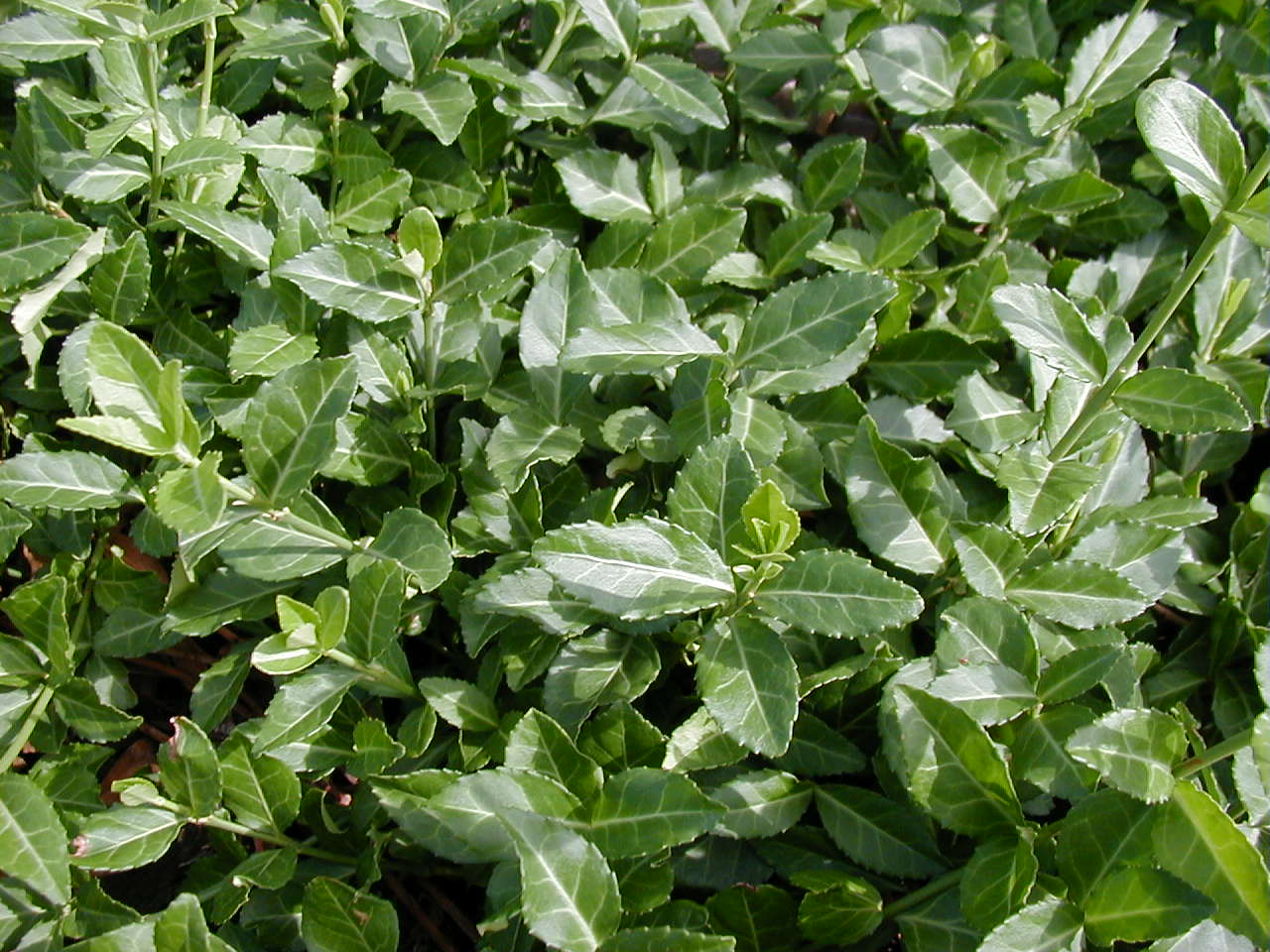 OLYMPUS DIGITAL CAMERA Euonymus fortunei 'Coloratus' - Zöld levelű kecskerágó