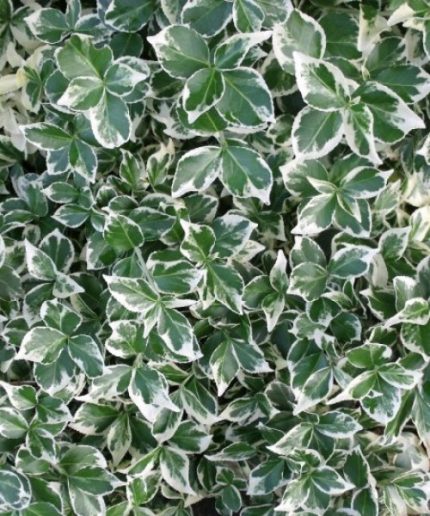 Euonymus fortunei Emerald Gaiety - Kúszó kecskerágó
