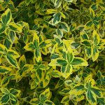 Euonymus fortunei Emerald' n Gold - Kúszó kecskerágó