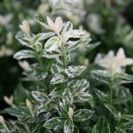 Euonymus fortunei 'Golden Harlequin' - Krémfehér tarka levelű kecskerágó