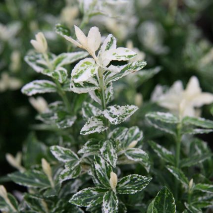 Euonymus fortunei 'Golden Harlequin' - Krémfehér tarka levelű kecskerágó