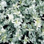 Euonymus fortunei 'Harlequin' - Törpe