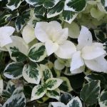 Euonymus fortunei 'Silver Queen' -