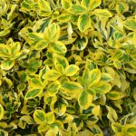 Euonymus fortunei 'Sunspot' - Sárga-tarka levelű kecskerágó