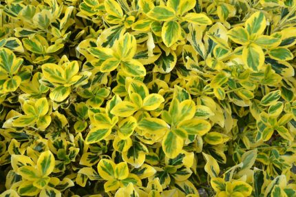 Euonymus fortunei 'Sunspot' - Sárga-tarka levelű kecskerágó