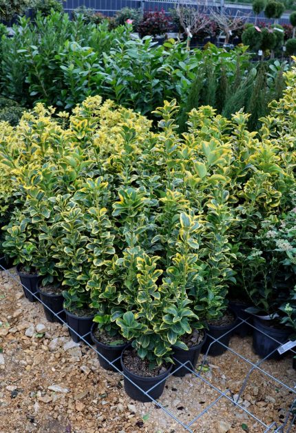 Euonymus japonicus 'Aureus' - Sárgatarka levelű japán kecskerágó