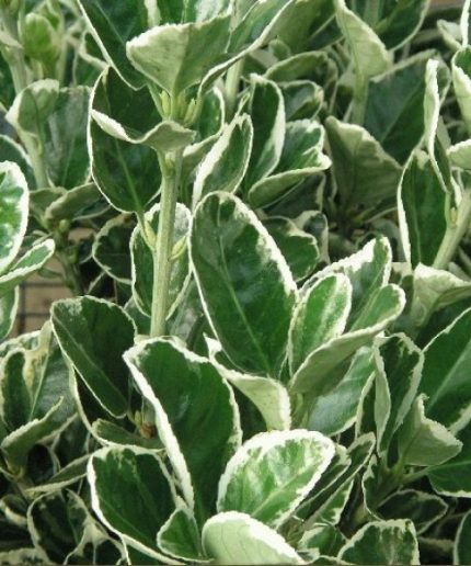 Euonymus japonicus Kathy - Tarkalevelű japán kecskerágó