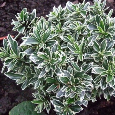 Euonymus japonicus 'Microphyllus Albovariegatus' - Fehér-tarka kislevelű kecskerágó