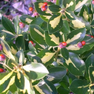 Euonymus japonicus 'Microphyllus Aureovariegatus' - Sárga-tarka kislevelű kecskerágó