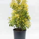 Euonymus japonicus 'Ovatus Aureus' - Sárga szegélyű japán kecskerágó