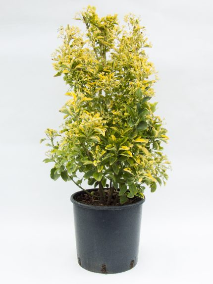 Euonymus japonicus 'Ovatus Aureus' - Sárga szegélyű japán kecskerágó