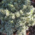 Euonymus microphyllus Albovariegatus - Aprólevelű japán kecskerágó