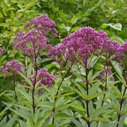 Eupatorium dubium 'Baby Joe' (Sédkender)