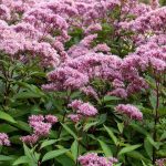Eupatorium maculatum 'Phantom' (Sédkender)