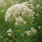 Eupatorium maculatum 'Snowball' (Sédkender)