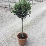 Európai olajfa - Olíva Olea europaea Cornicabra