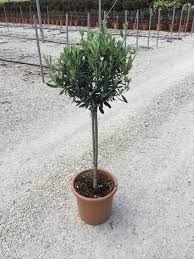 Európai olajfa - Olíva Olea europaea Cornicabra