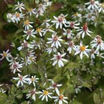 Eurybia (syn. Aster) divaricata 'Beth Chatto' (Ernyős őszirózsa)