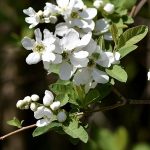 Exochorda racemosa -