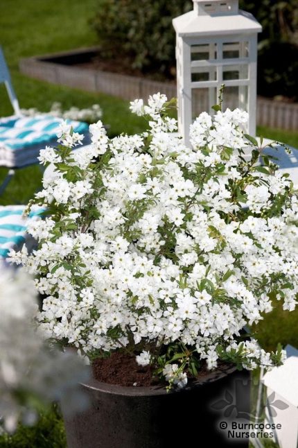 Exochorda racemosa 'Niagara' -
