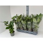 Fatsia japonica – Japán arália