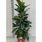 FICUS CYATHISTIPULA