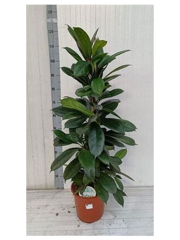 FICUS CYATHISTIPULA