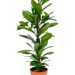 FICUS CYATHISTIPULA 3PP