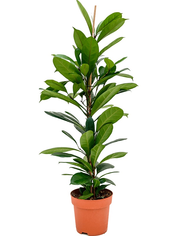 FICUS_CYATHISTIPULA_21_cm-es_cserepben FICUS CYATHISTIPULA 3PP