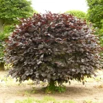 Fagus sylvatica 'Atropunicea' - Vérbükk