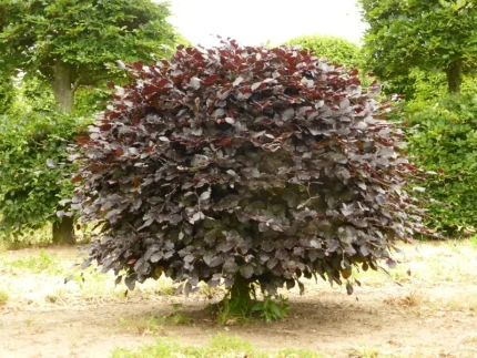 Fagus sylvatica 'Atropunicea' - Vérbükk
