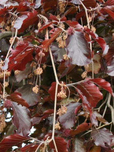 Fagus sylvatica 'Purpurea Pendula' - Szomorú vérbükk