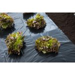 Fekete fóliatakaró minden veteményféléhez