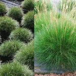 Festuca scoparia (F. gautieri) (Medvecsenkesz) /zöld lomb/